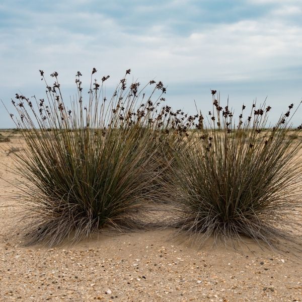 Cape Rush image