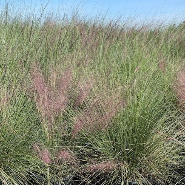 Regal Mist Pink Muhly Grass image