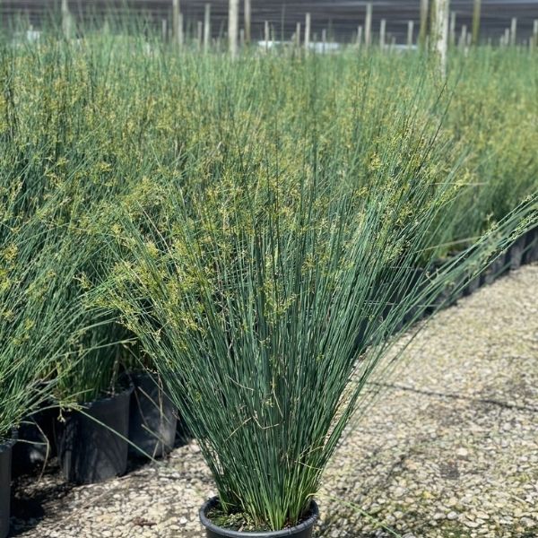 Elk Blue California Gray Rush image