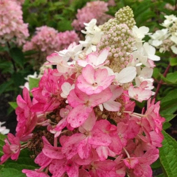 Lavalamp Flare Panicle Hydrangea image