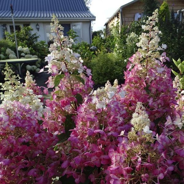 Candelabra Hydrangea image