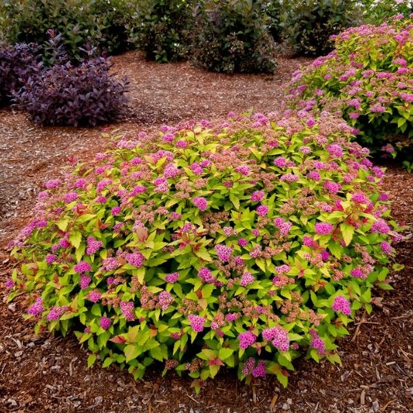 Rainbow Fizz Spirea image