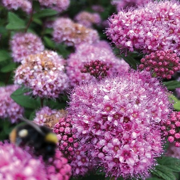 Poprocks Petite Spirea image