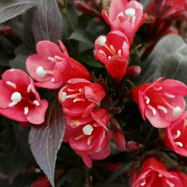 Electric Love Weigela image