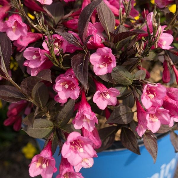 Stunner Weigela image