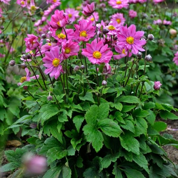 Curtain Call Deep Rose Japanese Anemone image