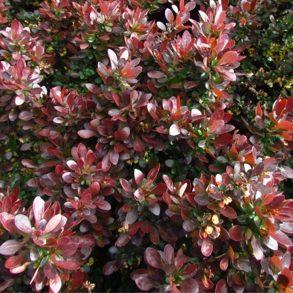 WorryFree Crimson Cutie Barberry image