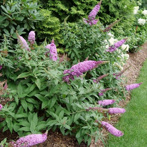 Pugster Pinker Butterfly Bush image