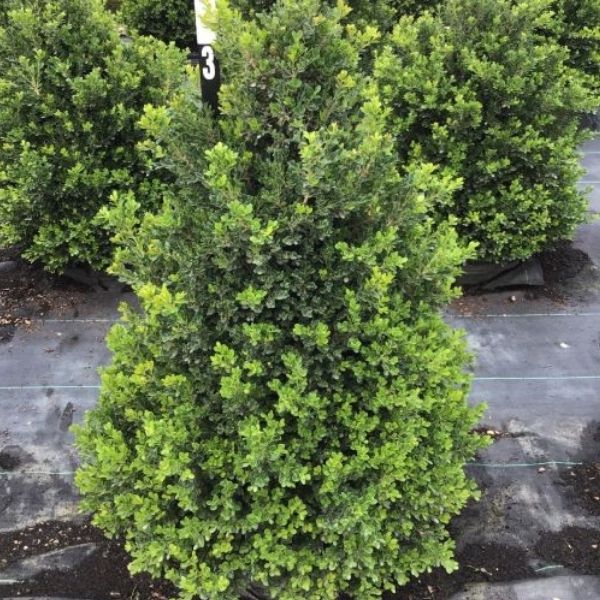 Cranberry Creek Boxwood image