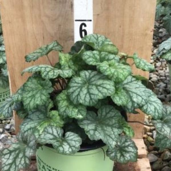Longflower alumroot image