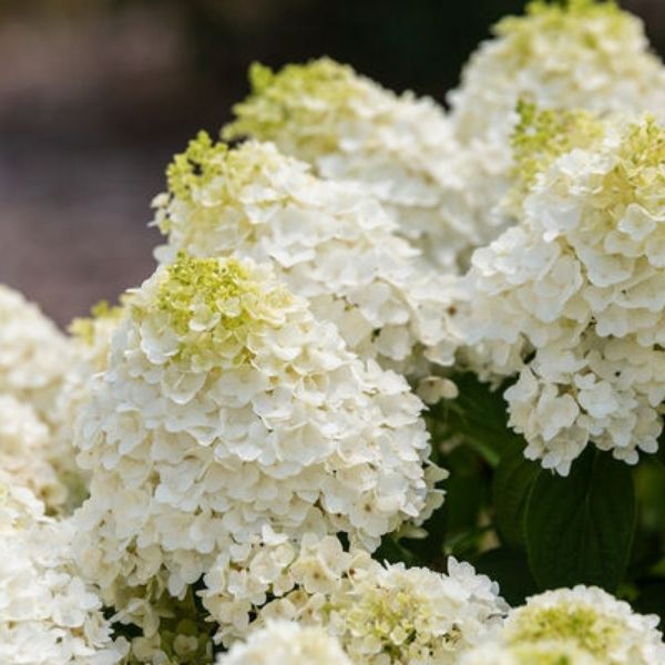 First Editions Little Hottie Hydrangea image