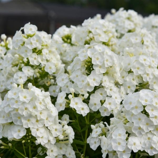 Luminary Backlight Tall Garden Phlox image