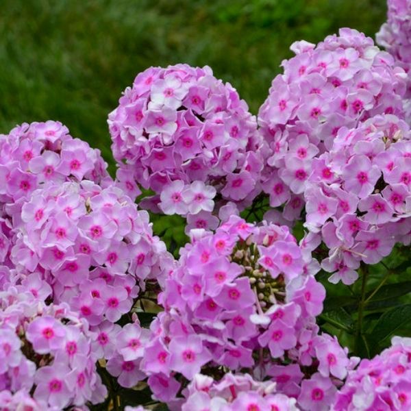 Luminary Opalescence Tall Garden Phlox image