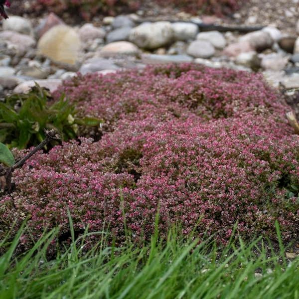 Steel the Show Sedum image