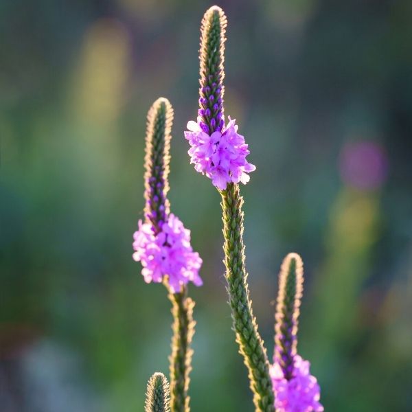 Hoary Vervain image