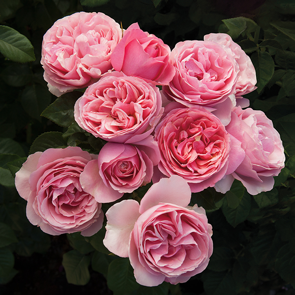 All Dressed Up Grandiflora Rose image