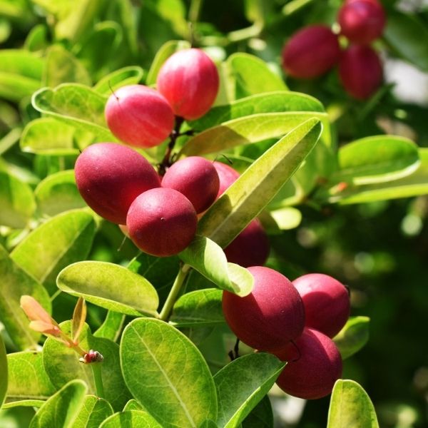 Miracle Berry image