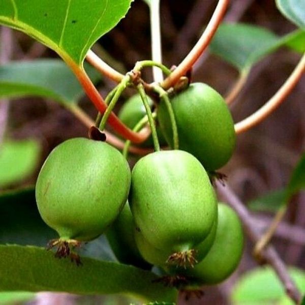 issai Hardy Kiwi image