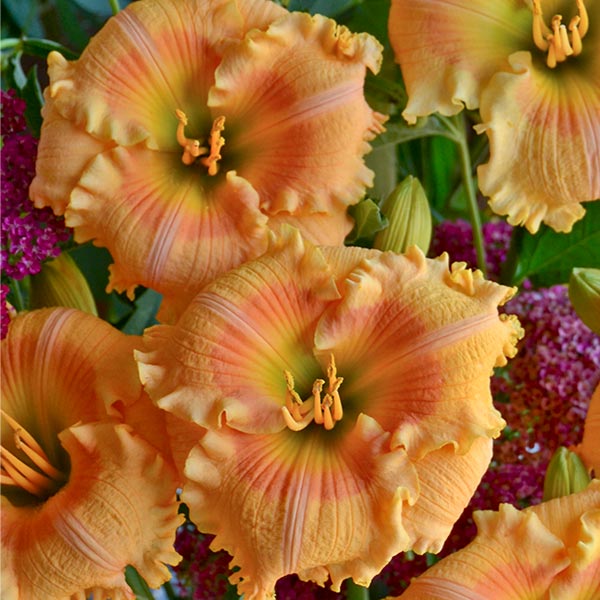 Rainbow Rhythm Orange Smoothie Daylily image