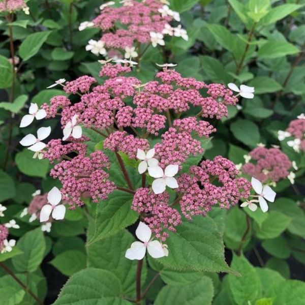 Invincibelle Lace Smooth Hydrangea image