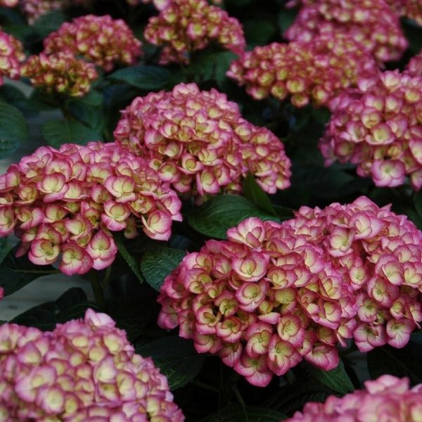 Firefly Bigleaf Hydrangea image