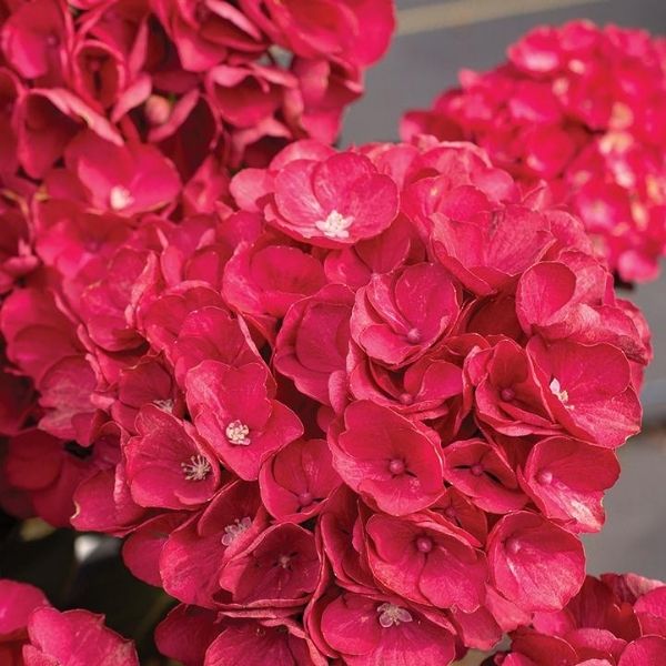 Bloomables Akadama Bigleaf Hydrangea image