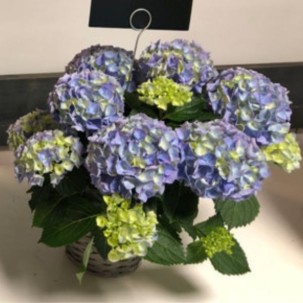 HI River Bigleaf Hydrangea image