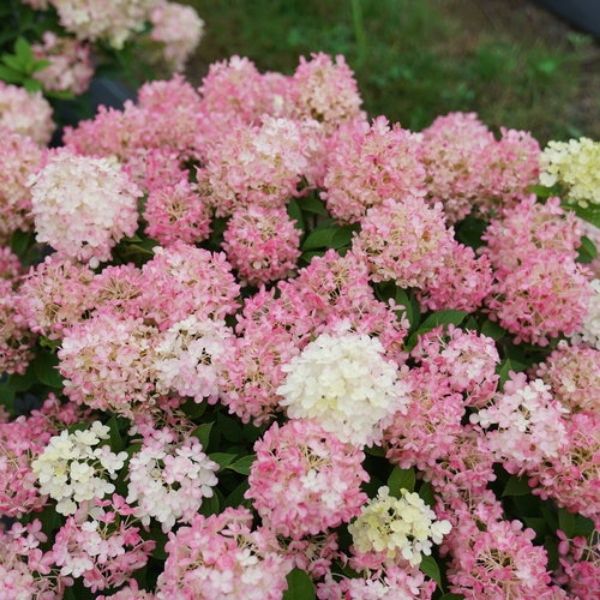 Fire Light Tidbit Panicle Hydrangea image