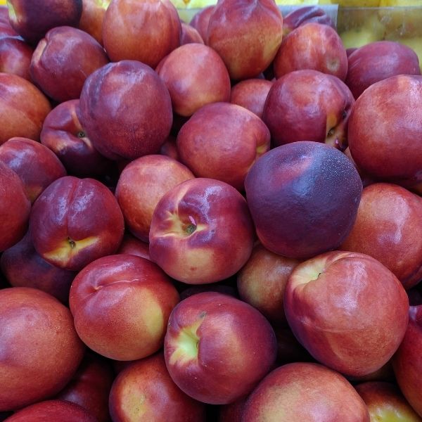 Rose Nectarine Tree Prunus persica var. nucipersica 'Rose' Fragrant