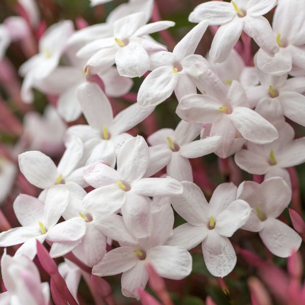 Pink Jasmine image