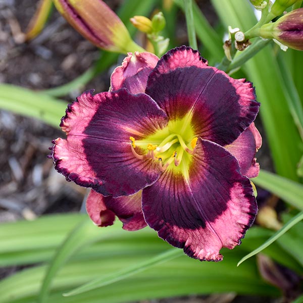 Daylily Storm Shelter image