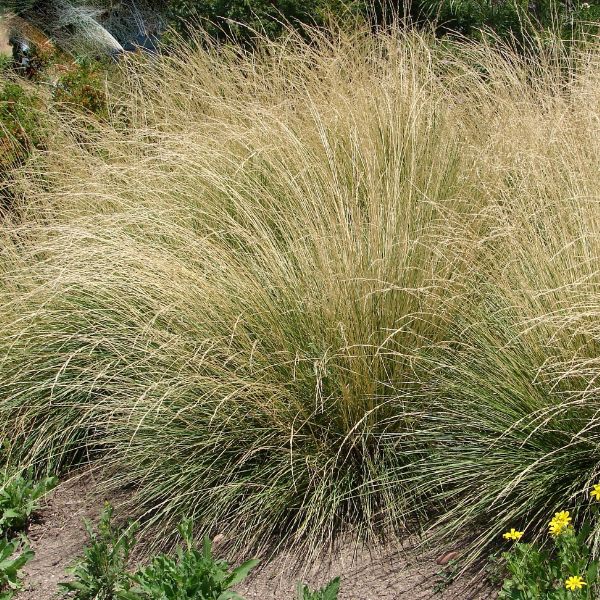 Beyond Blue Festuca: Hardy and Beautiful Ornamental Grass