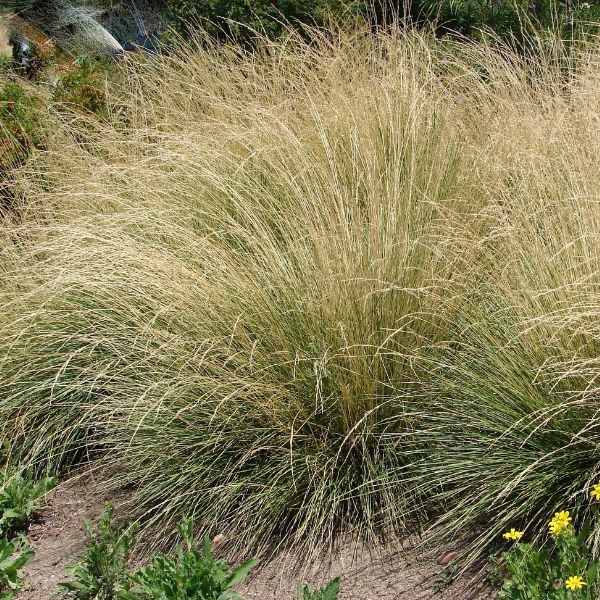 Ornamental Hardy and Blue Festuca: Beautiful Beyond Grass