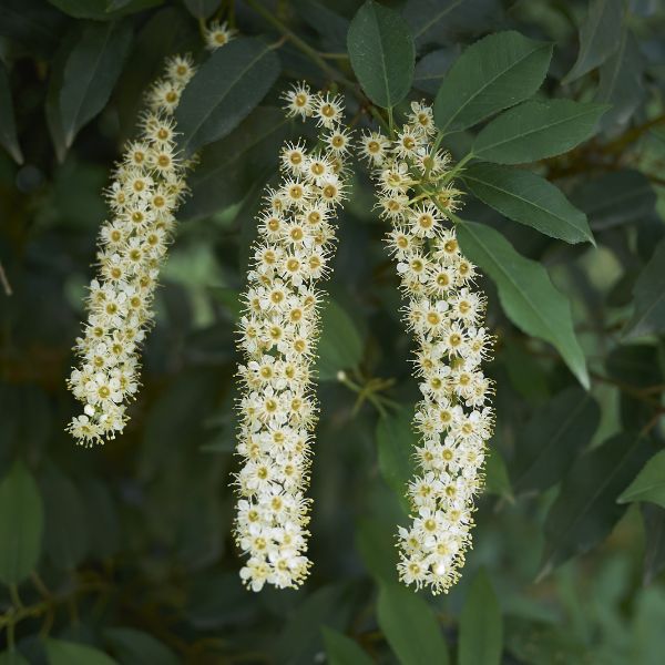 Portuguese Laurel image