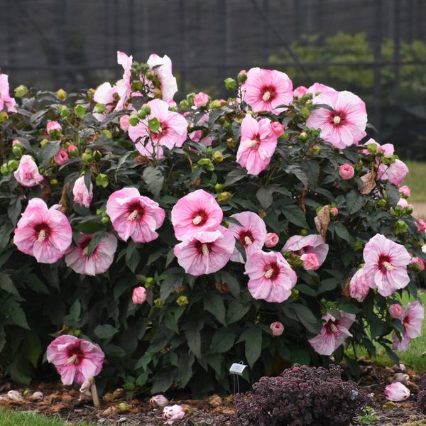 Summerific Cherry Choco Latte Hardy Hibiscus image