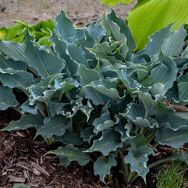 Hosta Shadowland Waterslide image