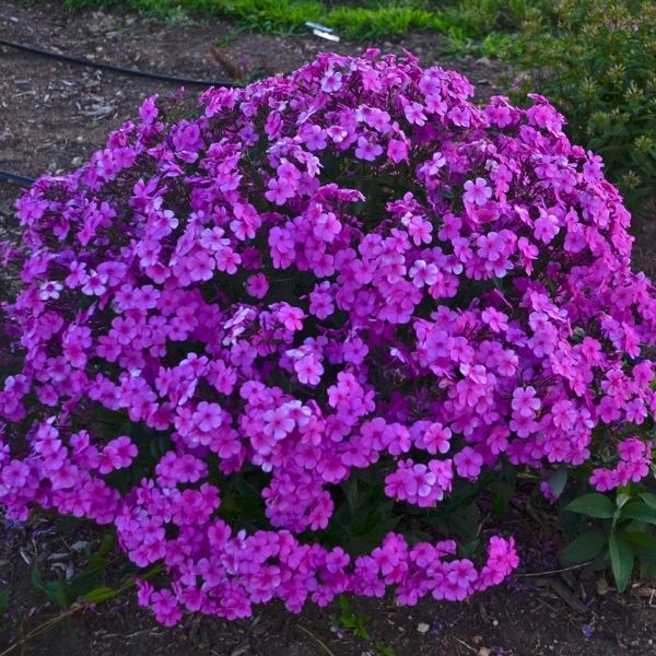 Cloudburst Tall Cushion Phlox image