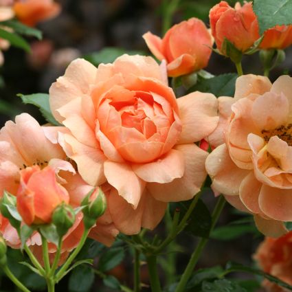 At Last Rose image