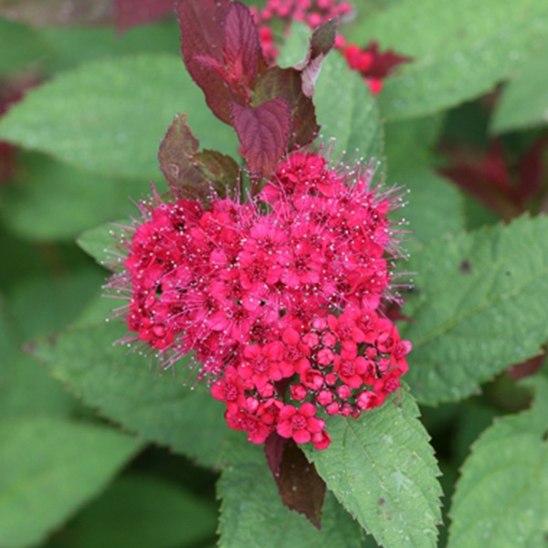Double Play Doozie Spirea image