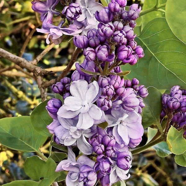 Scentara Double Blue Lilac image
