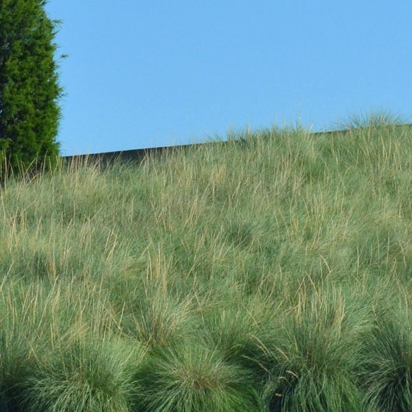 Deer Grass image