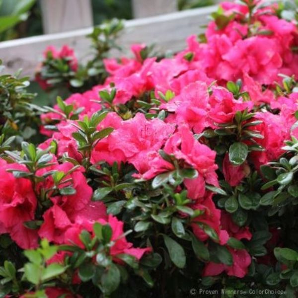 Bloom-A-Thon Hot Pink Reblooming Azalea image
