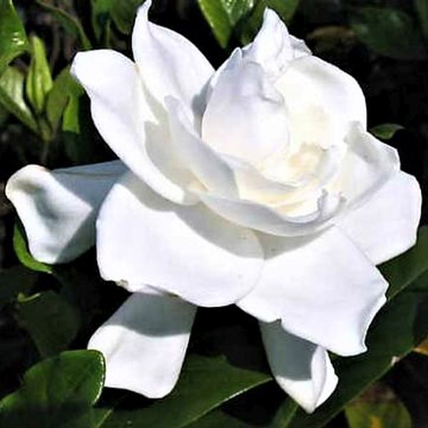 Gardenia 'August Beauty' image