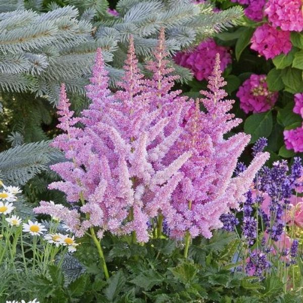 Little Vision in Purple Astilbe image