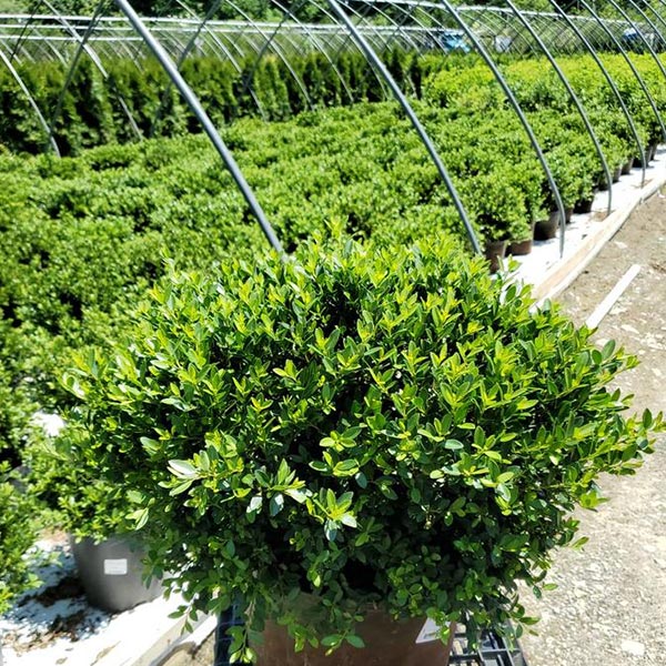 Japanese Holly Hoogendorn image