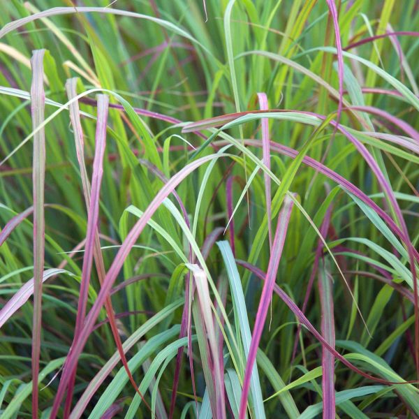 Twilight Zone Little Bluestem Grass image