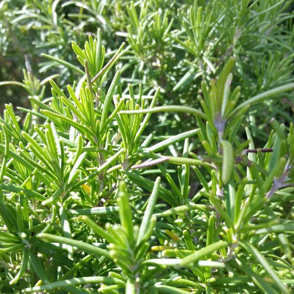 Tuscan Blue Rosemary image