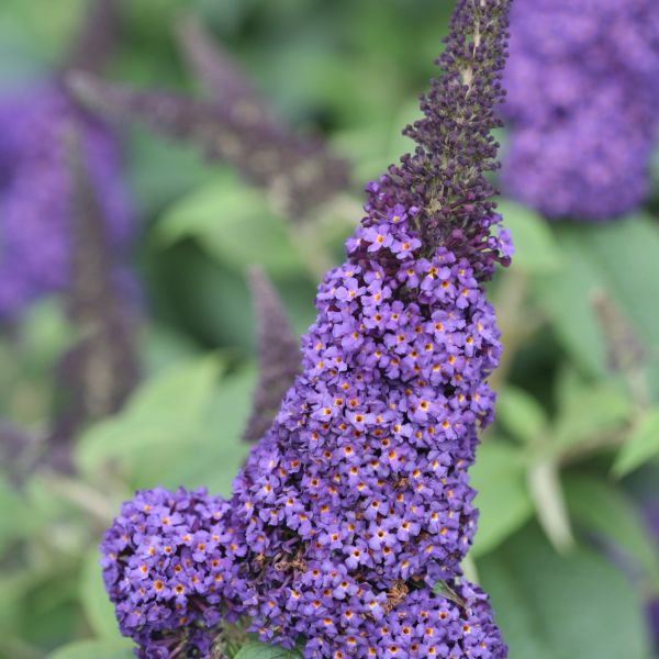Pugster Blue Butterfly Bush image