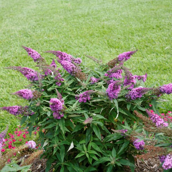 Pugster Periwinkle Butterfly Bush image