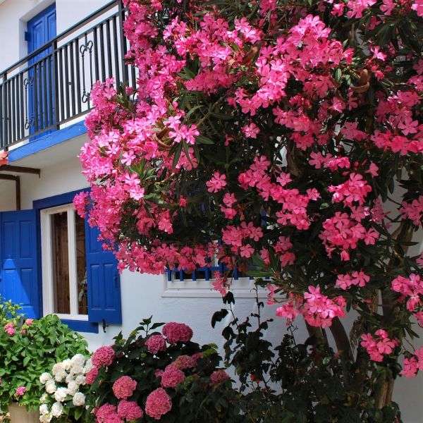 Oleander (Pink) image